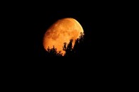 Mond im Wald - Michael Lahmann